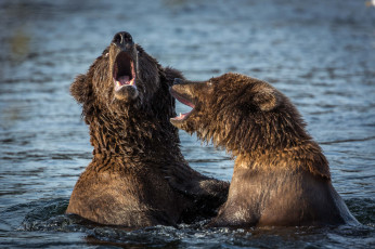 Картинка животные медведи хищник