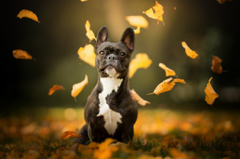 Картинка животные собаки собака взгляд