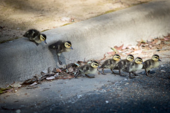 Картинка животные утки улица поход
