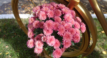 Картинка цветы хризантемы октябрь 2017 осень