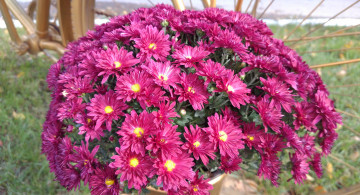 Картинка цветы хризантемы осень октябрь 2017