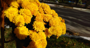 Картинка цветы хризантемы осень октябрь 2017