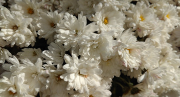 Картинка цветы хризантемы осень октябрь 2017