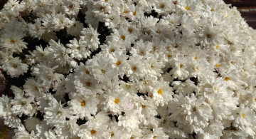 Картинка цветы хризантемы осень октябрь 2017