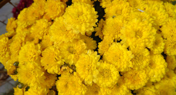 обоя цветы, хризантемы, осень, октябрь, 2017