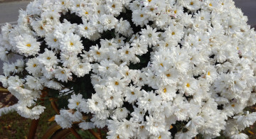 Картинка цветы хризантемы осень октябрь 2017