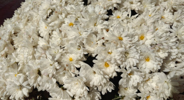 Картинка цветы хризантемы осень октябрь 2017