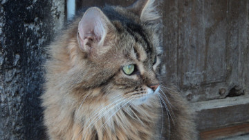 Картинка животные коты морда