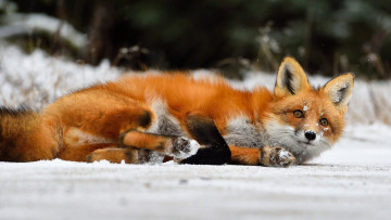 Картинка животные лисы рыжая лиса снег