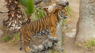 Картинка животные тигры хищник