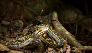 Картинка животные змеи +питоны +кобры змея лес природа