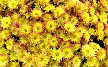 Картинка цветы хризантемы