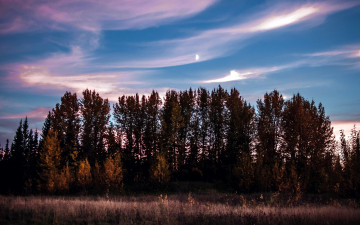 Картинка природа деревья облака