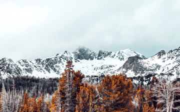 Картинка природа горы лес вершины снежные