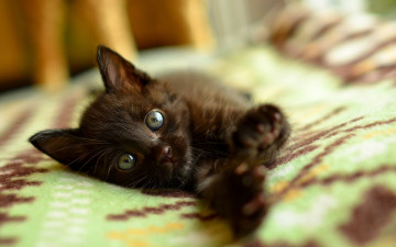 Картинка животные коты черный цвет