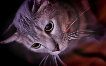 Картинка животные коты морда