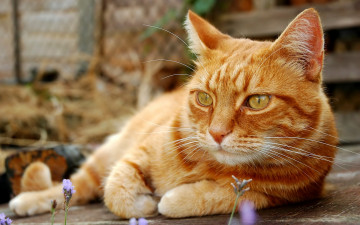 Картинка животные коты рыжий цвет