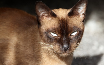 Картинка животные коты сиамский