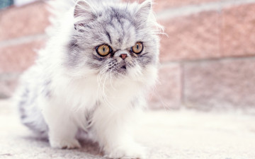 Картинка животные коты взгляд