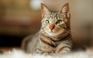 Картинка животные коты взгляд