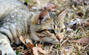 Картинка животные коты взгляд