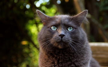 Картинка животные коты взгляд