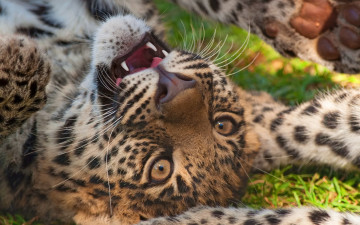 Картинка животные леопарды морда