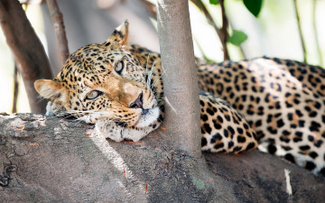 Картинка животные леопарды взгляд