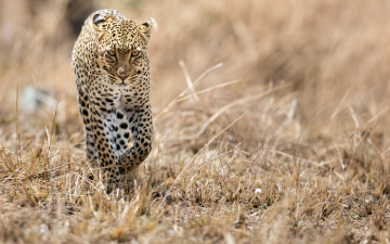 Картинка животные леопарды взгляд