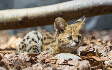 Картинка животные сервалы детеныш