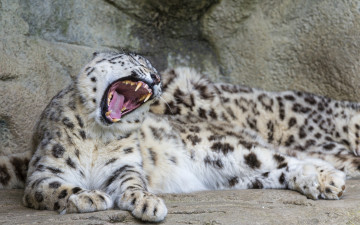 Картинка животные снежный+барс+ ирбис оскал