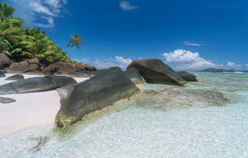 Картинка природа тропики побережье пляж пальмы море