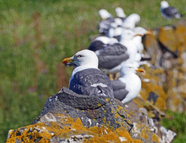 Обои картинки фото животные, Чайки,  бакланы,  крачки, чайки, птицы, много, камень, природа