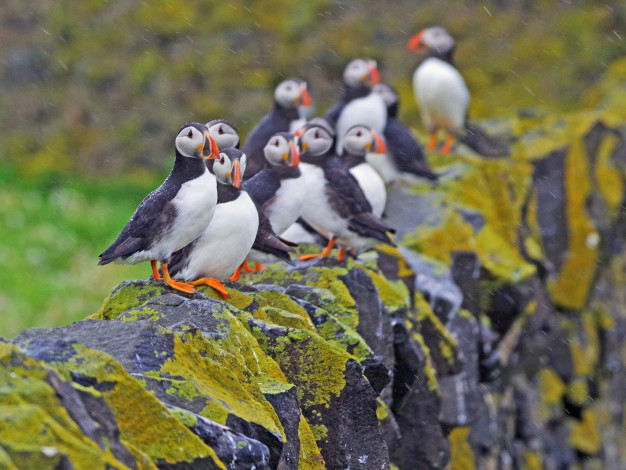 Обои картинки фото животные, тупики, тупик, птица, окрас, перья