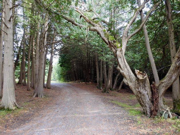 Обои картинки фото природа, дороги, дорога, лесная