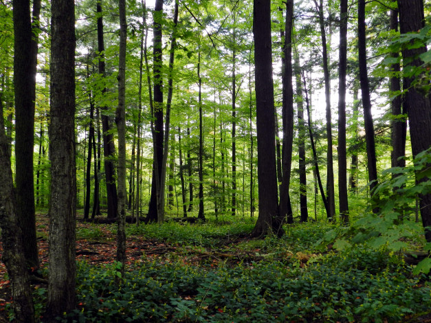 Обои картинки фото природа, лес, сосны