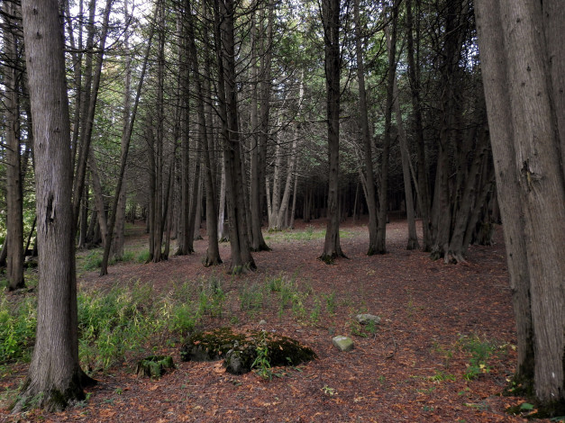 Обои картинки фото природа, лес, сосны