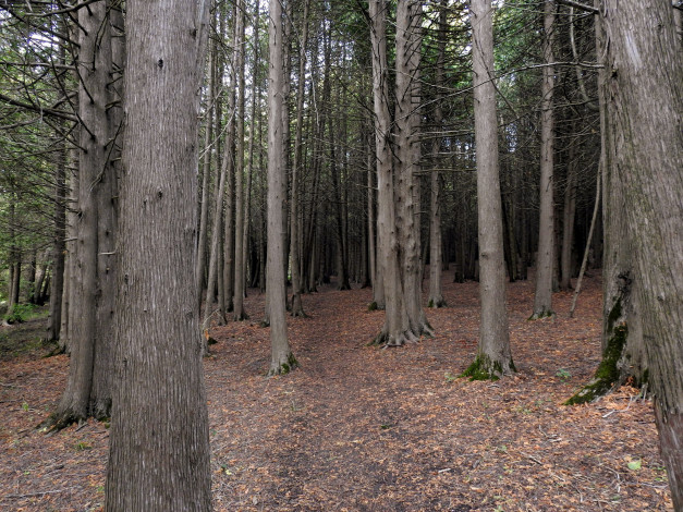 Обои картинки фото природа, лес, сосны, стволы