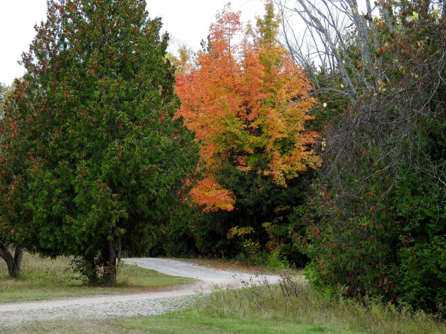 Обои картинки фото природа, парк, осень, аллея