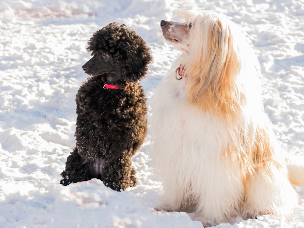 Обои картинки фото животные, собаки, двое