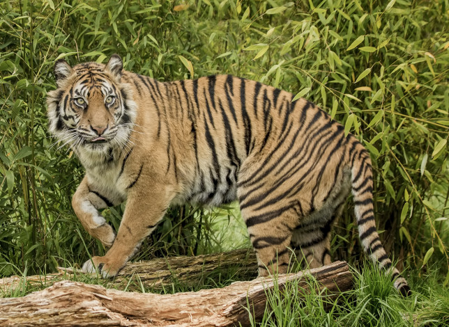 Обои картинки фото животные, тигры, хищник