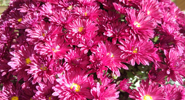 Обои картинки фото цветы, хризантемы, октябрь, 2017, осень