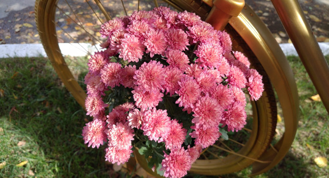 Обои картинки фото цветы, хризантемы, октябрь, 2017, осень