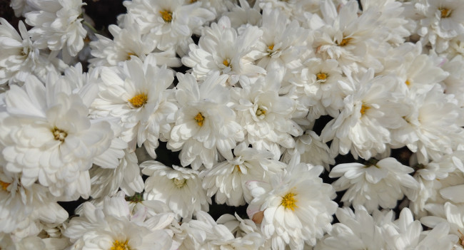 Обои картинки фото цветы, хризантемы, осень, октябрь, 2017