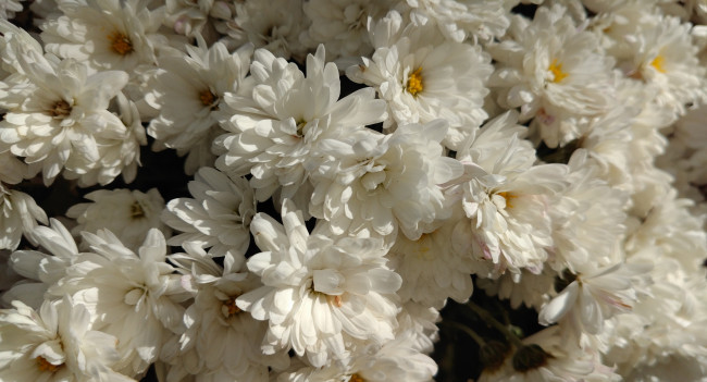 Обои картинки фото цветы, хризантемы, осень, октябрь, 2017