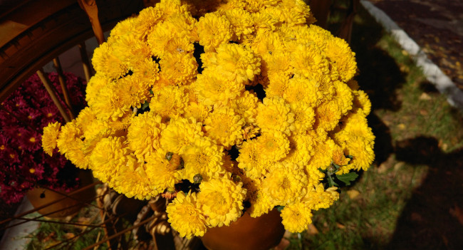 Обои картинки фото цветы, хризантемы, осень, октябрь, 2017