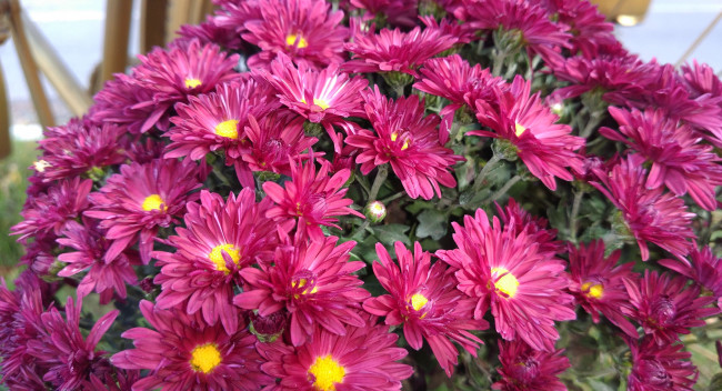 Обои картинки фото цветы, хризантемы, осень, октябрь, 2017