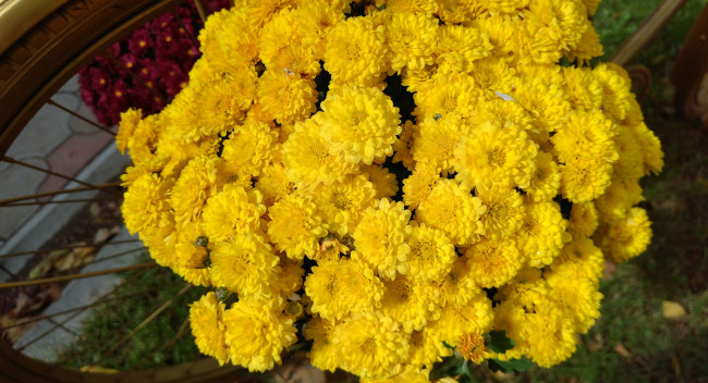 Обои картинки фото цветы, хризантемы, осень, октябрь, 2017