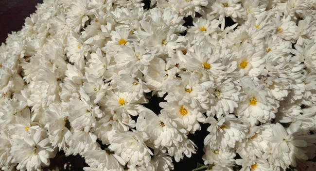 Обои картинки фото цветы, хризантемы, осень, октябрь, 2017