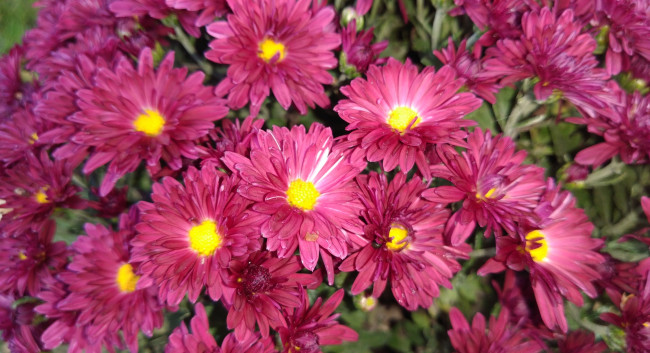 Обои картинки фото цветы, хризантемы, осень, октябрь, 2017